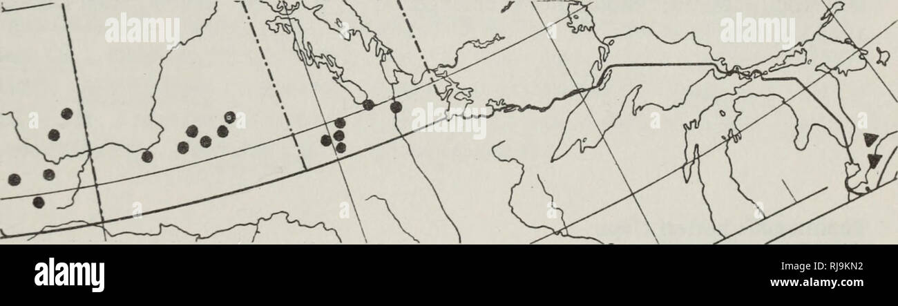 . Check-list degli anfibi e rettili del Canada e Alaska. Anfibi; Anfibi e Rettili; rettili. Mappa 60. Thamnophis elegans vagrans • Thamnophis elegans nigrescens. Mappa 61. Thamnophis radix haydeni Thamnophis butleri j^. Si prega di notare che queste immagini vengono estratte dalla pagina sottoposta a scansione di immagini che possono essere state migliorate digitalmente per la leggibilità - Colorazione e aspetto di queste illustrazioni potrebbero non perfettamente assomigliano al lavoro originale. Logier, E. B. S. (Eugene Bernard Shelley), 1893-; Toner, G. C. (George Clive), 1899-; Royal Ontario Museum. Toronto : Royal Ontario Museum Foto Stock