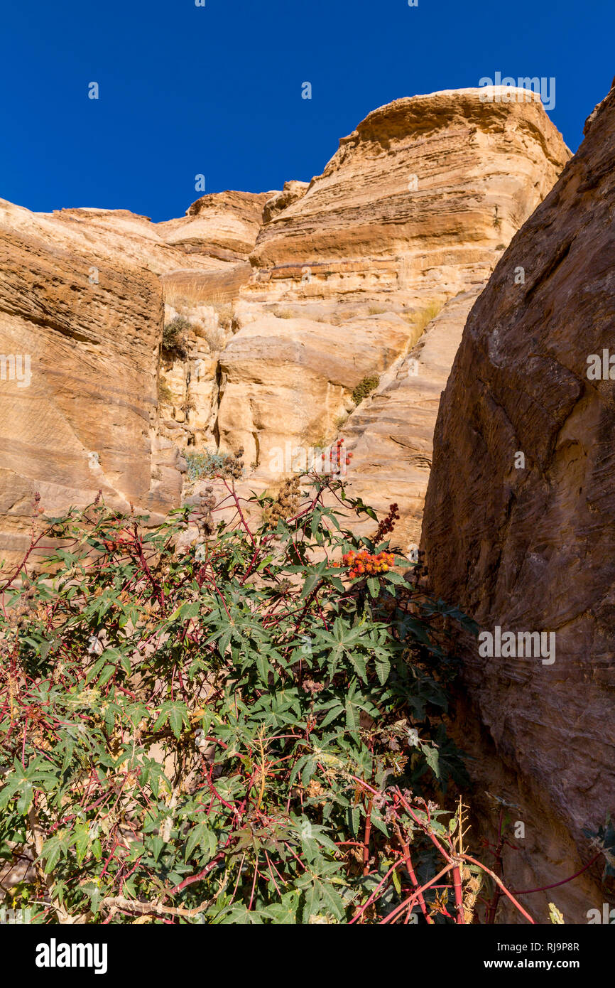 Rizinus Pflanze, Wunderbaum, Der Sik, Siq, Felsschlucht, Petra Wadi Musa, Nabatäer Hauptstadt, UNESCO Weltkulturerbe, Jordanien, Asien Foto Stock