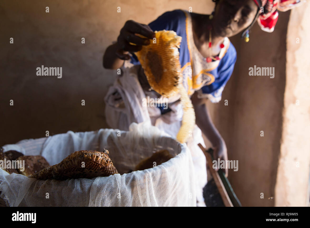 Villaggio Bissiga, Yako, Burkina Faso, 29 novembre 2016; Tene Tiendrebeogo un membro della donna Foresta Progetto sostentamento si prepara ad estrarre il miele dai favi ha appena raccolti da uno del gruppo di dieci alveari. Foto Stock