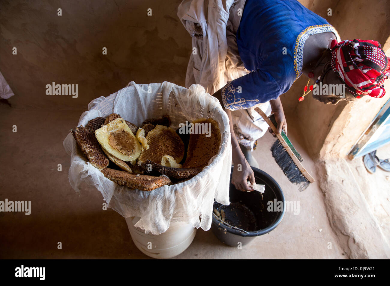 Villaggio Bissiga, Yako, Burkina Faso, 29 novembre 2016; Tene Tiendrebeogo un membro della donna Foresta Progetto sostentamento si prepara ad estrarre il miele dai favi ha appena raccolti da uno del gruppo di dieci alveari. Foto Stock