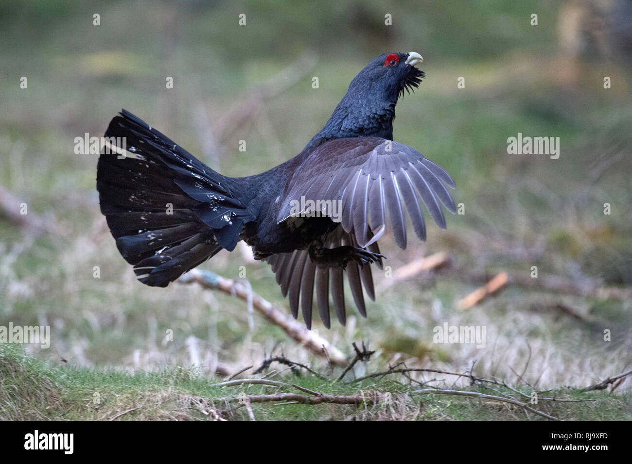 Balzender Auerhahn Foto Stock