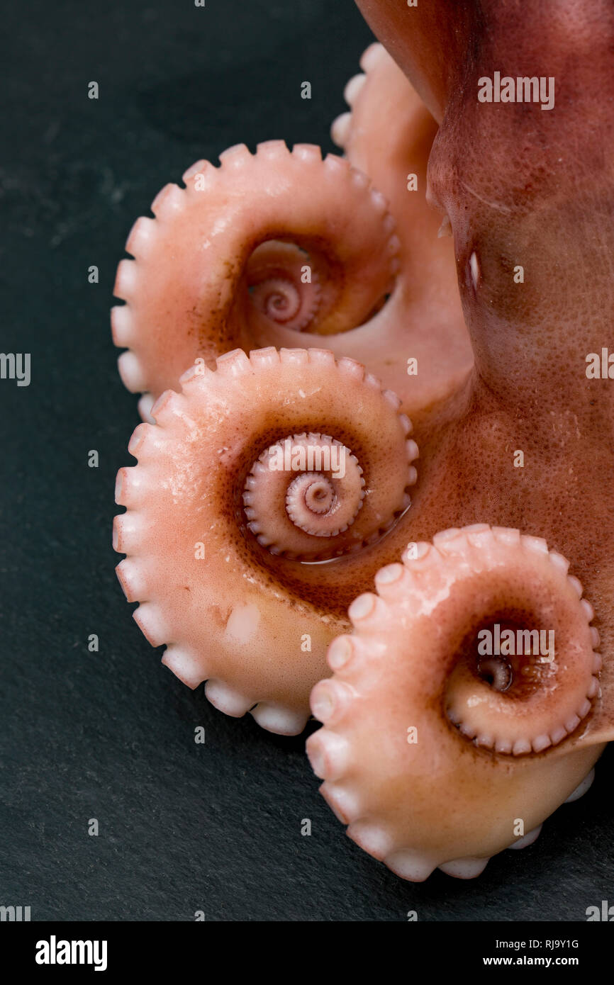 Il cotto tentacoli di un minore o moscardini, Eledone cirrhosa, che è stato pescato commercialmente nelle acque del Regno Unito e acquistate da un supermercato. T Foto Stock