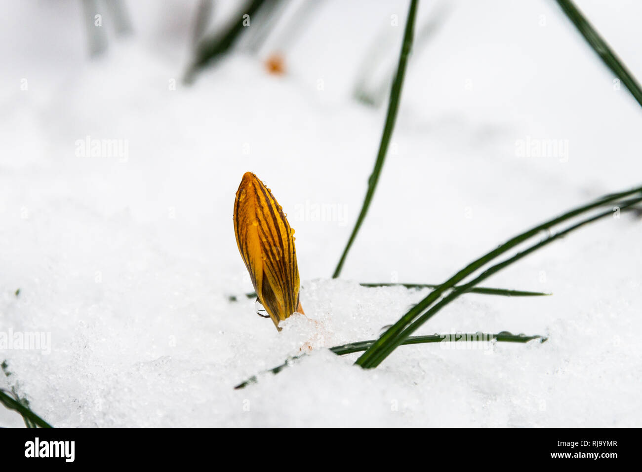 Un giallo fiore Crocus nella neve Foto Stock