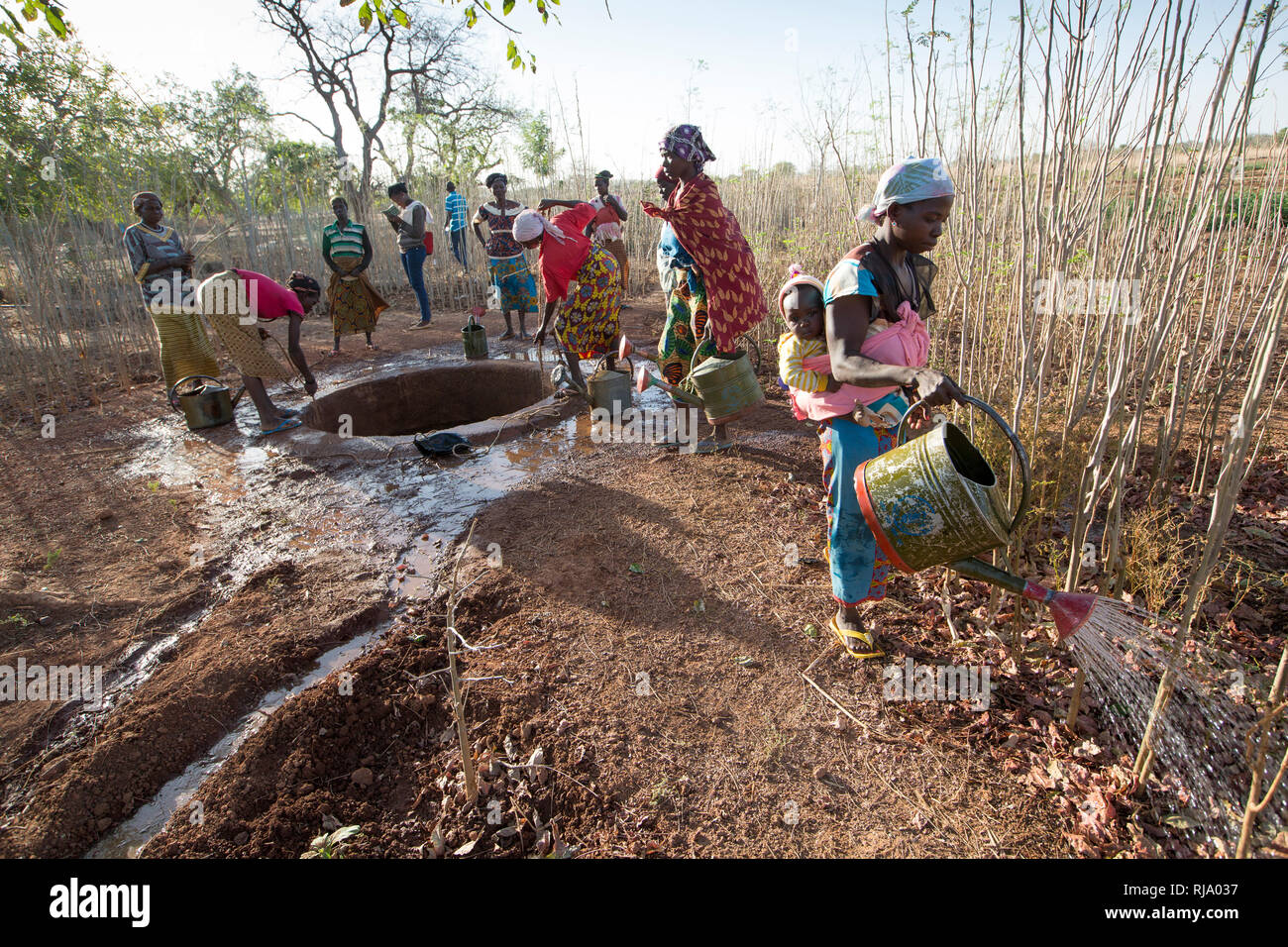 Koassa Village Garden, Yako, 2nd dicembre 2016; Tiendrebeogo Marie Camole, 34 anni, con le sue baby Annaffiature moringa. Foto Stock