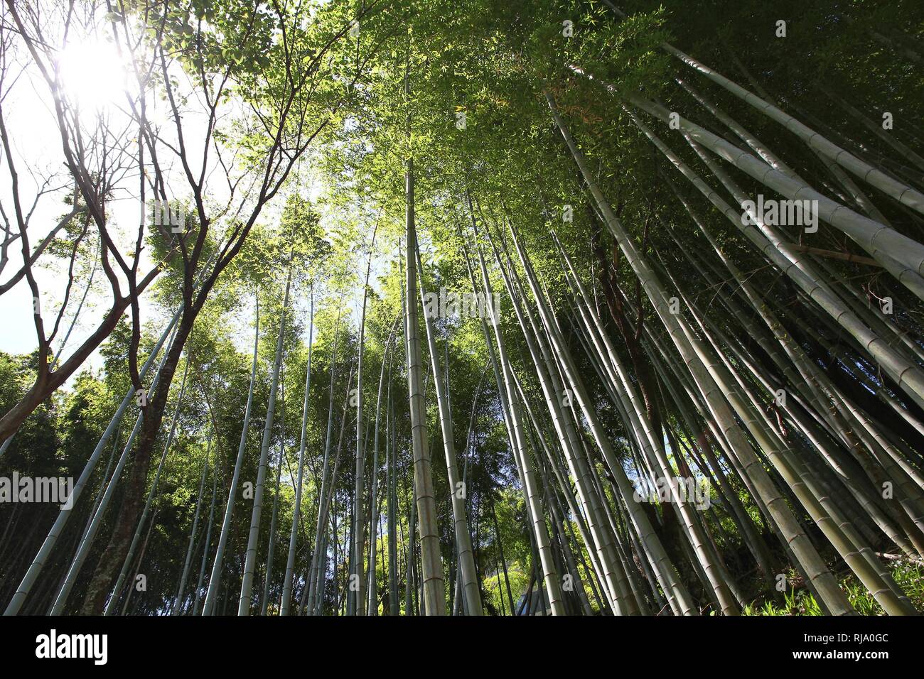 Yoshino-yama, Giappone - verde boschetto di bambù in Monte Yoshino, Sito Patrimonio Mondiale dell'UNESCO. Parte di Yoshino-Kumano Parco Nazionale. Foto Stock