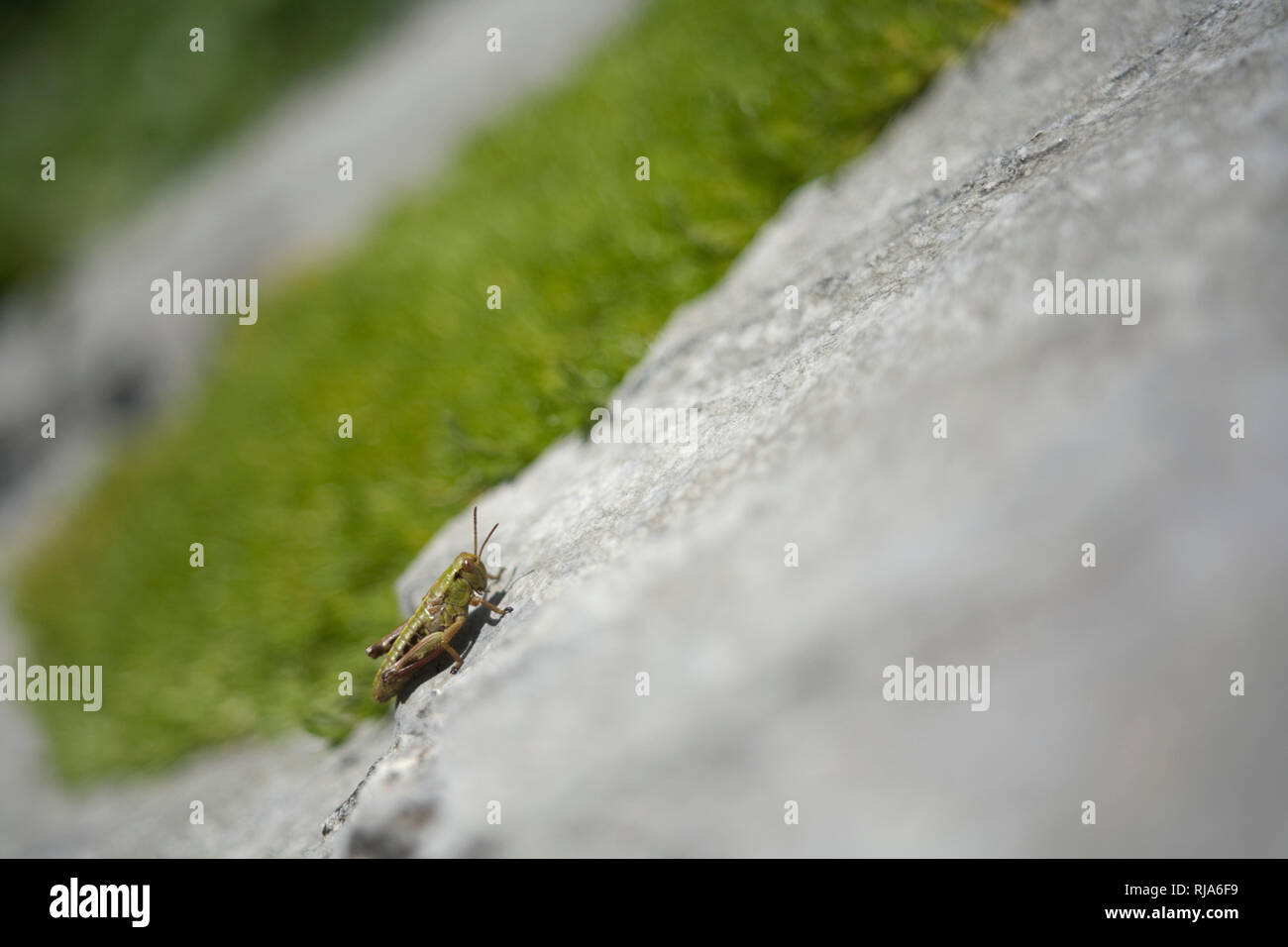 Grasshopper su roccia, GesÃ¤utilizzare National Park, Stiria, Austria Foto Stock