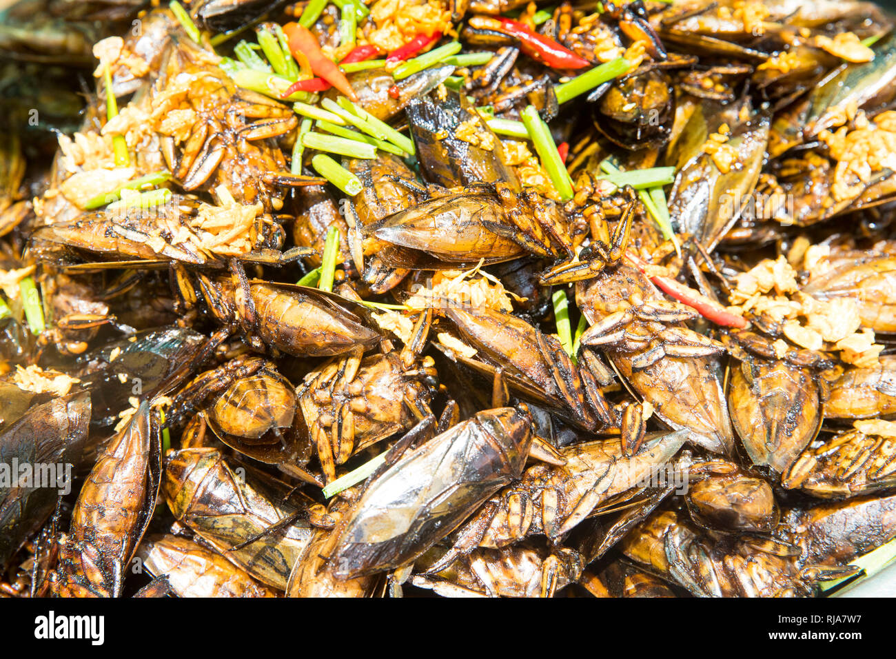 Auf dem Weg nach Kampong Cham, geröstete Kakerlaken Wie die Chips gegessen werden, überaus schmackhaft Foto Stock