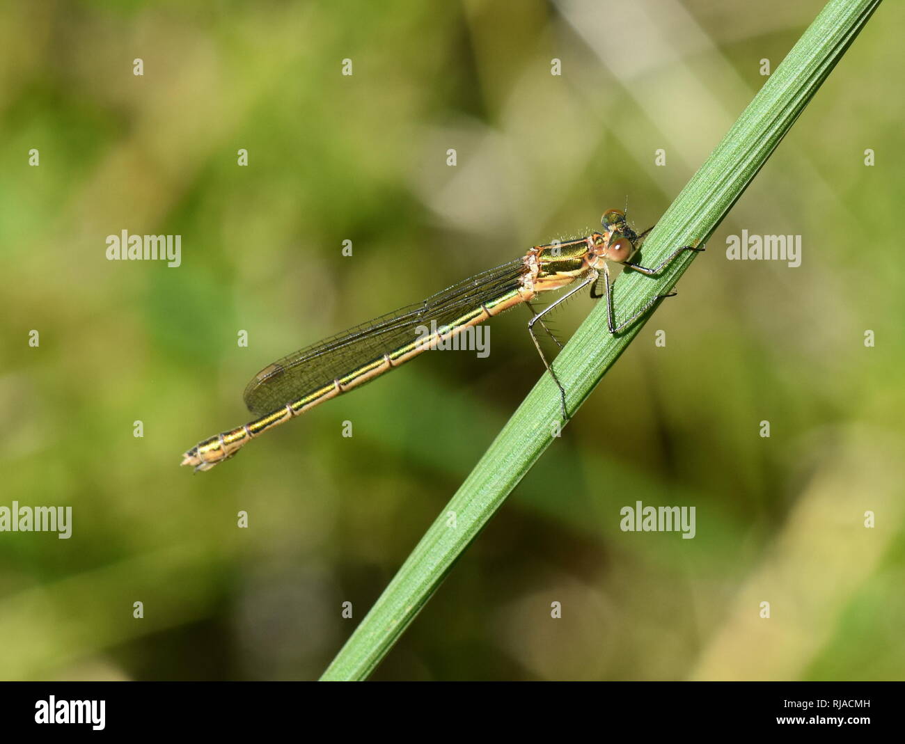 Lo smeraldo damselfly Lestes sponsa seduta nella vegetazione Foto Stock