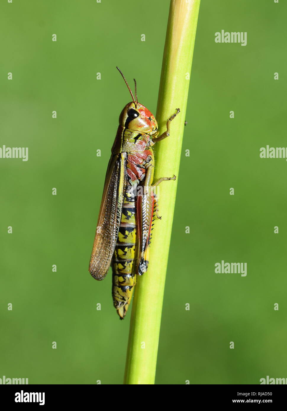 La grande palude grasshopper Mecostethus grossus su sfondo verde Foto Stock
