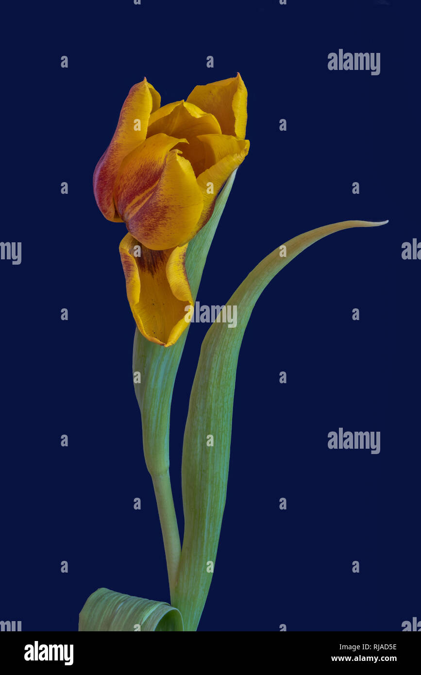 Arte ancora vita luminosa macro colorati di un singolo isolato giallo rosso tulip blossom su sfondo blu con texture dettagliate e foglie verdi Foto Stock