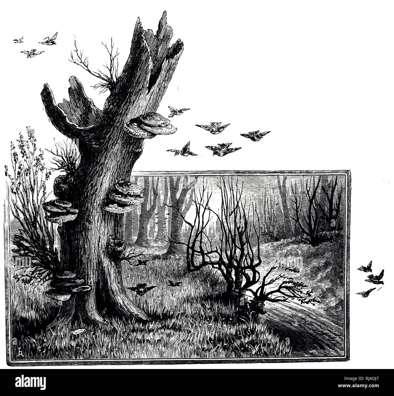 Una incisione raffigurante la staffa funghi su un albero morto. Datata del XIX secolo Foto Stock