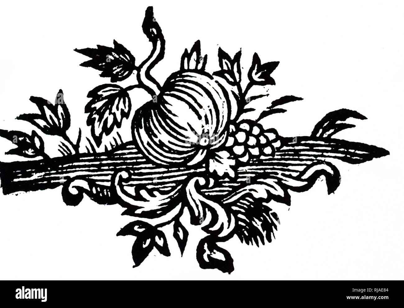 Illustrazione che mostra un impianto o frutta da 'Elémens de la Philosophie de Neuton', 1757' di Voltaire (1694 - 1778), un Illuminismo francese scrittore, storico e filosofo Foto Stock