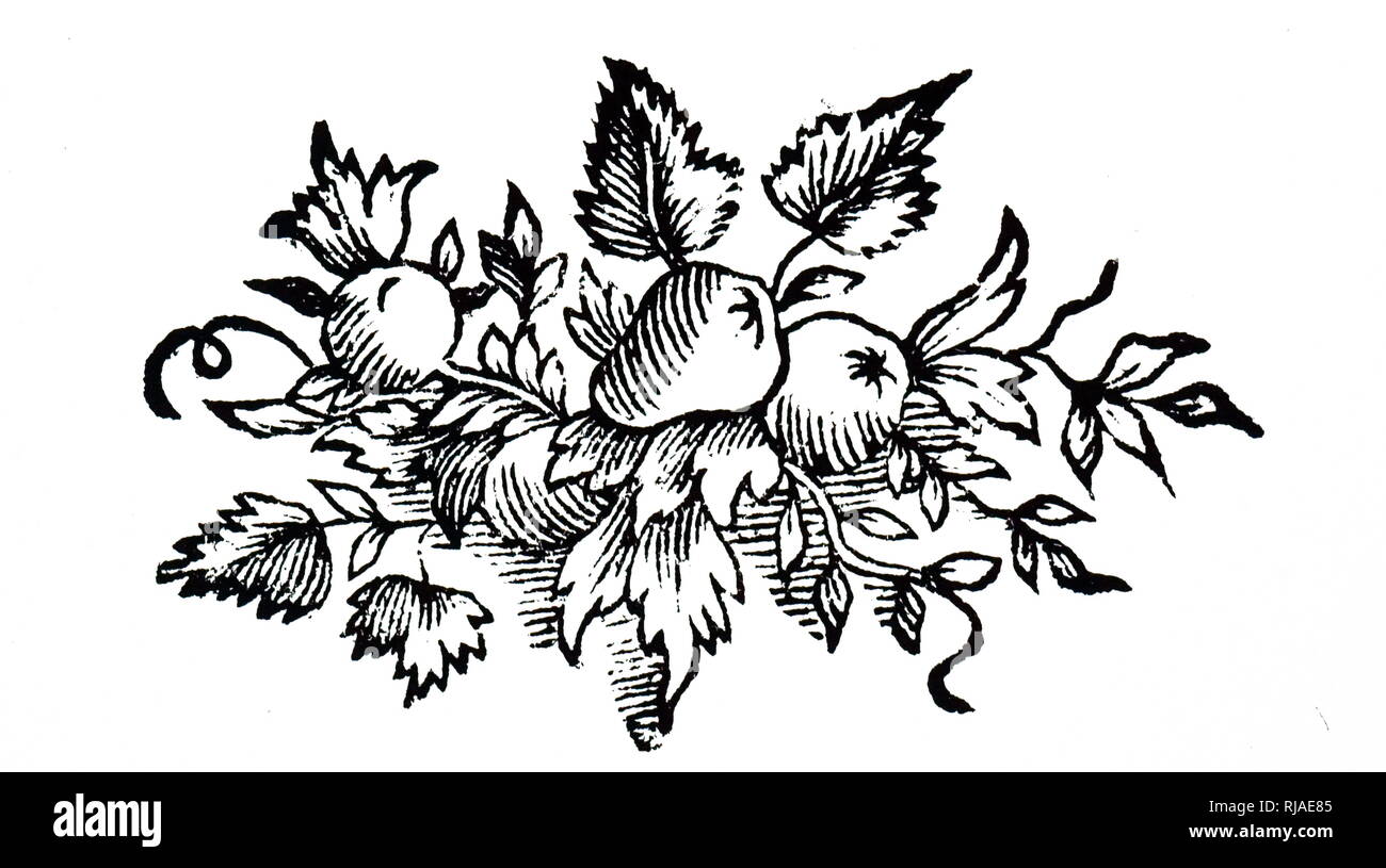 Illustrazione che mostra un impianto o frutta da 'Elémens de la Philosophie de Neuton', 1757' di Voltaire (1694 - 1778), un Illuminismo francese scrittore, storico e filosofo Foto Stock