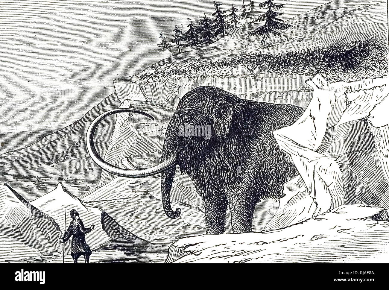 Disegno di un Siberiano mammut lanosi, scoperto in un blocco di ghiaccio in Siberia, Russia, 1799 Foto Stock