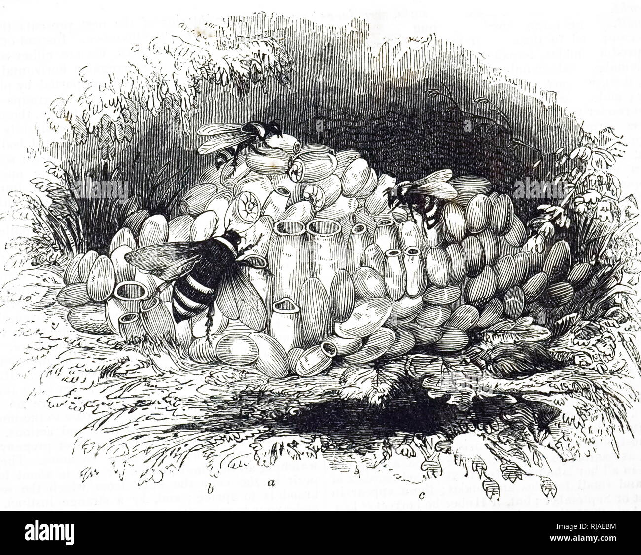 Una incisione raffigurante un umile bee's Nest. Datata del XIX secolo Foto Stock