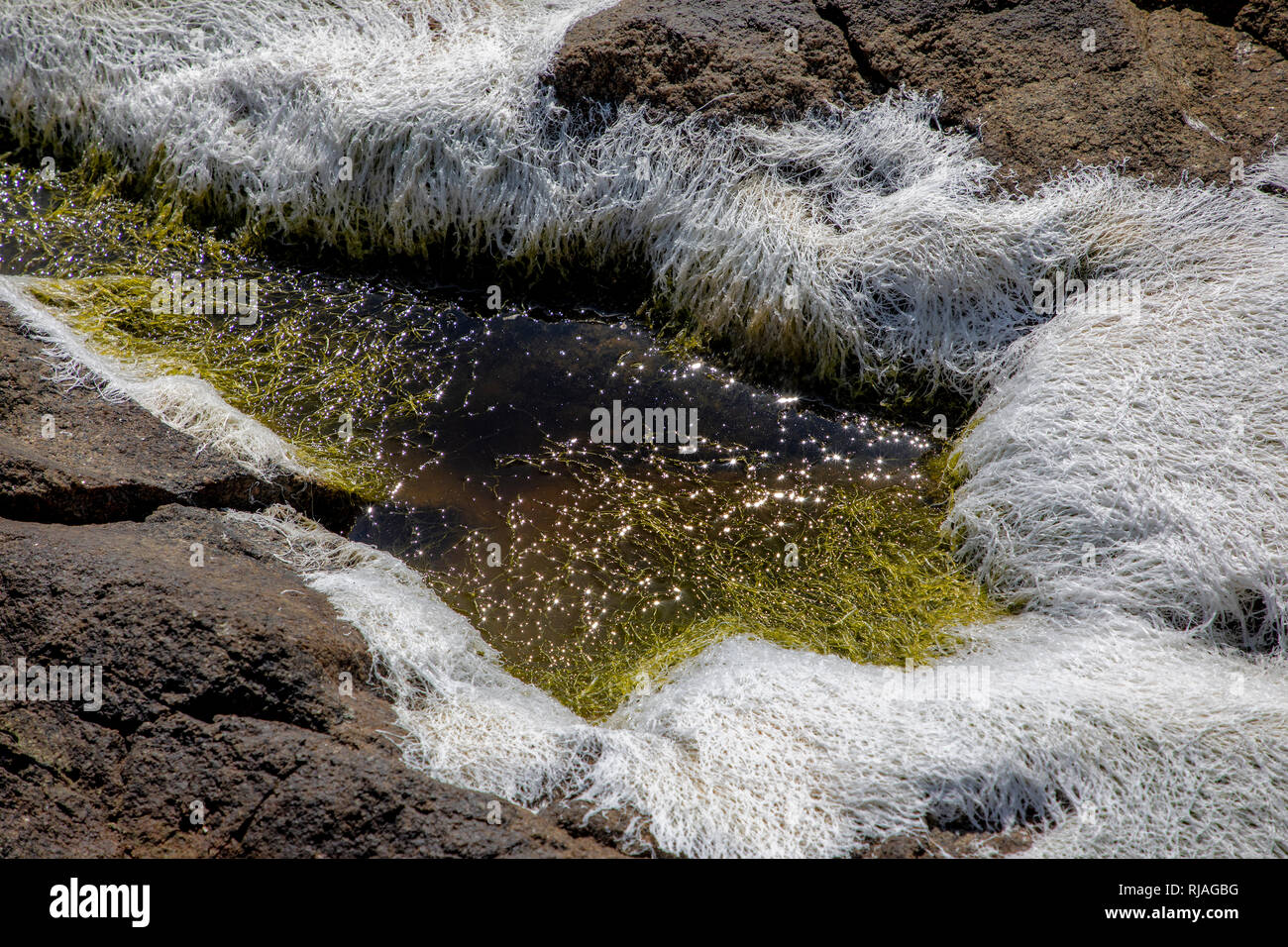 Le alghe che mostra il ghiaccio ghiaccio-malattia causata da variazioni nella temperatura dell'oceano e la salinità. Testa Bibette, Alderney, isole del canale. Foto Stock