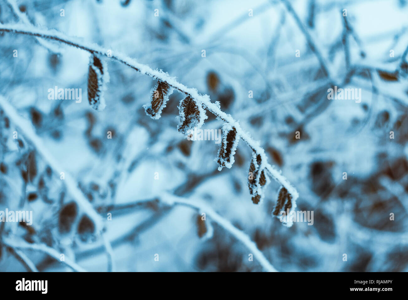 Rami nella neve durante il giorno Foto Stock