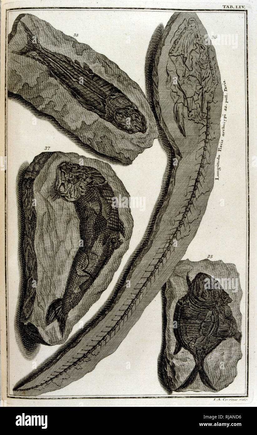 Ossa fossili rappresentati gli animali distrutti dalla grande alluvione biblica; da Physique sacree, ou Histoire Naturelle-de la Bibbia, 1732-1737, da Johann Jakob Scheuchzer (1672 - 1733), un studioso Svizzero nato a Zurigo Foto Stock