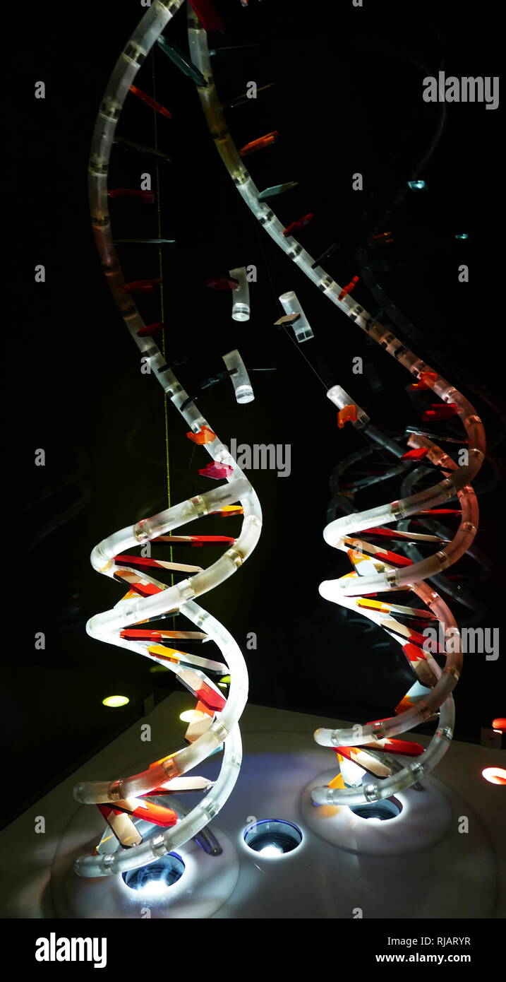 Il modello della doppia elica del DNA. 2017. In biologia molecolare, il termine Double helix si riferisce alla struttura formata da a doppio filamento di molecole di acidi nucleici quali DNA. La doppia struttura elicoidale di un acido nucleico complesso si presenta come una conseguenza della sua struttura secondaria, ed è un componente fondamentale nel determinare la sua struttura terziaria. Il termine inserito la cultura popolare con la pubblicazione nel 1968 della doppia elica: un account personale della scoperta della struttura del DNA da parte di James Watson. Foto Stock
