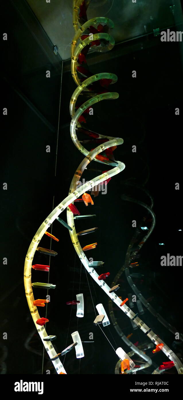 Il modello della doppia elica del DNA. 2017. In biologia molecolare, il termine Double helix si riferisce alla struttura formata da a doppio filamento di molecole di acidi nucleici quali DNA. La doppia struttura elicoidale di un acido nucleico complesso si presenta come una conseguenza della sua struttura secondaria, ed è un componente fondamentale nel determinare la sua struttura terziaria. Il termine inserito la cultura popolare con la pubblicazione nel 1968 della doppia elica: un account personale della scoperta della struttura del DNA da parte di James Watson. Foto Stock