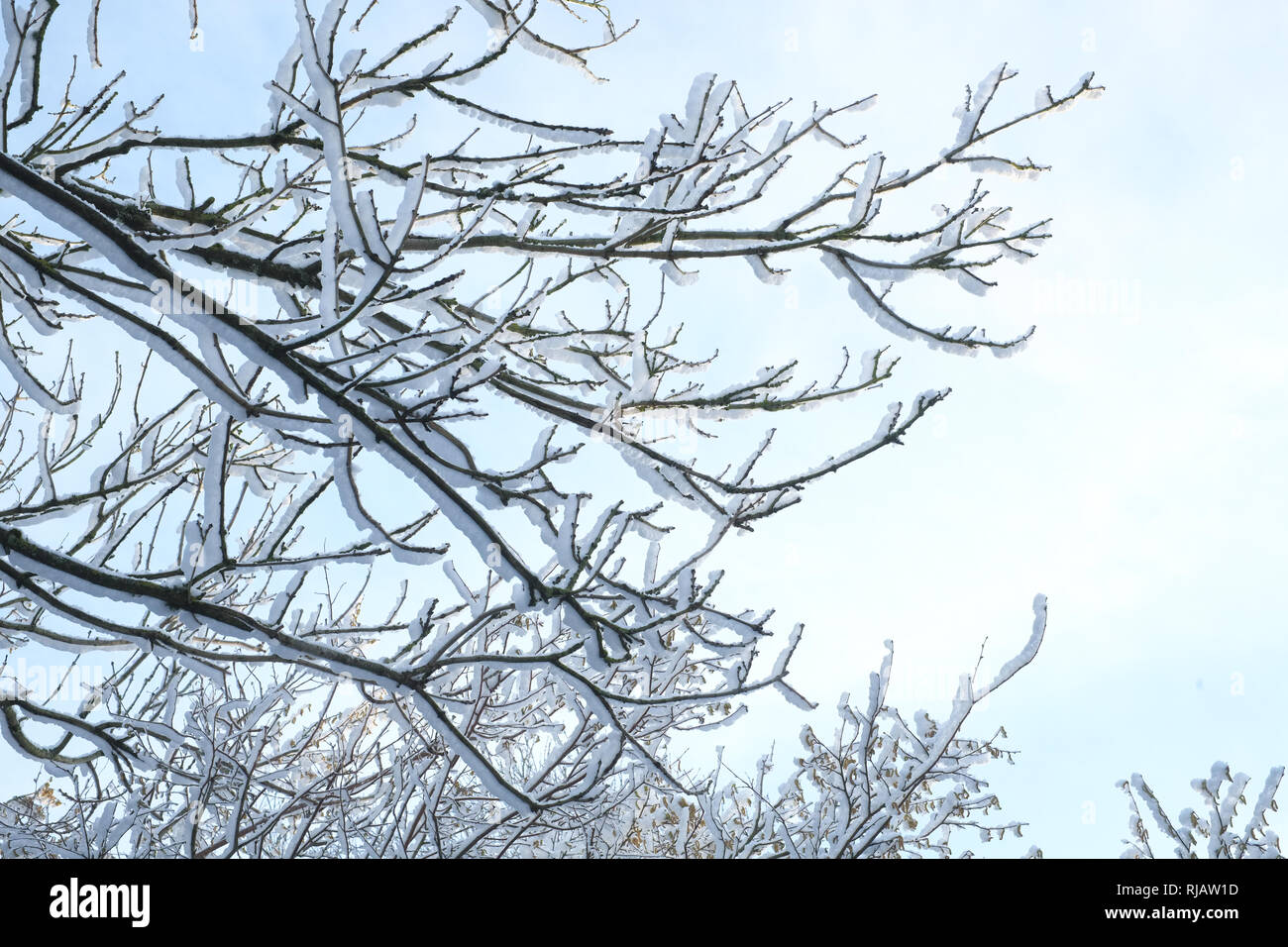 Coperta di neve rami di albero, Medstead, Alton, Hampshire, Inghilterra, Regno Unito. Foto Stock