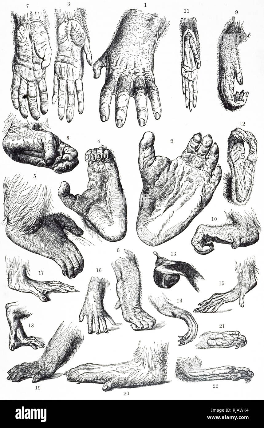 Una incisione raffigurante le mani e i piedi di vari di scimmie e di babbuini. Datata del XIX secolo Foto Stock