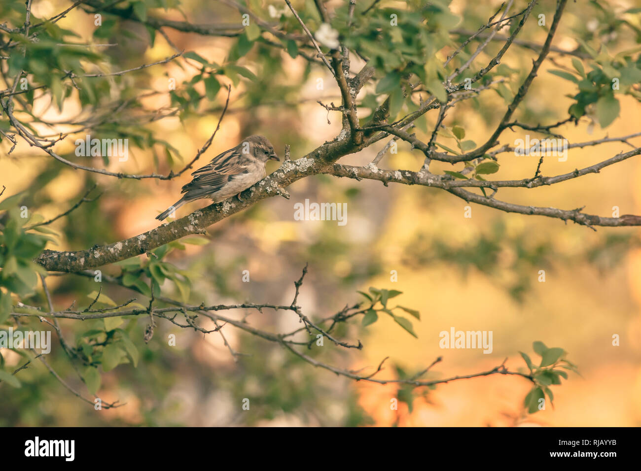 Ein Spatz (Passer domesticus) im Baum sonnt sich im warmen Sonnenlicht, Foto Stock