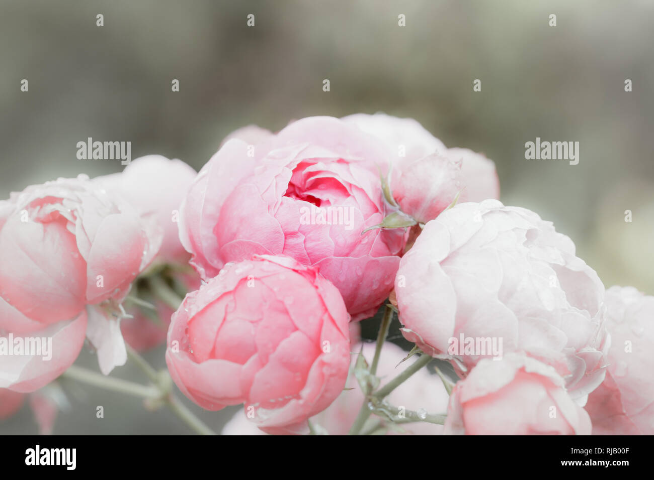 Ranunkeln, Blüten im Regen mit Wassertropfen, Foto Stock