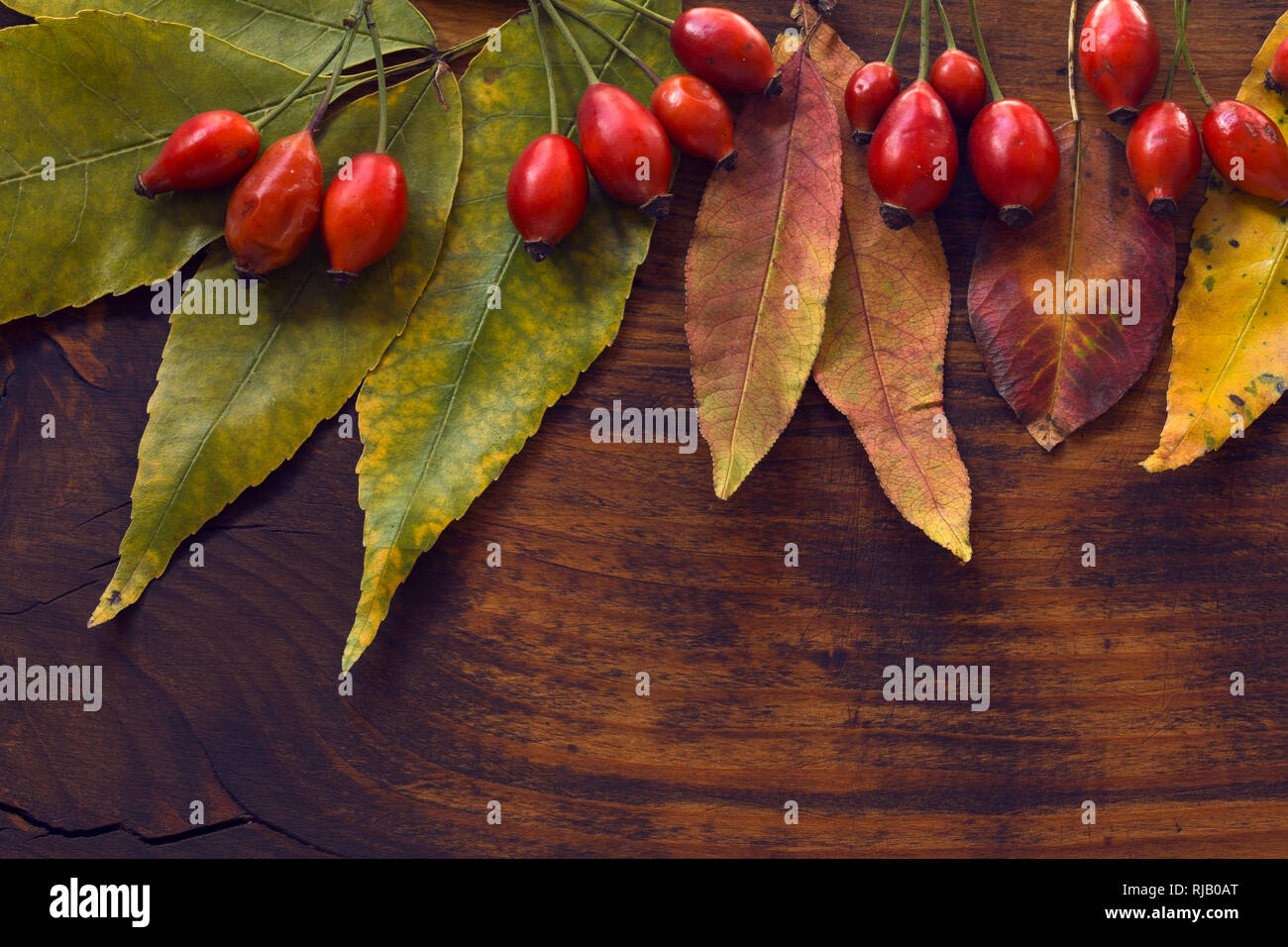 Foglie di autunno e la rosa selvatica frutti su sfondo di legno Foto Stock