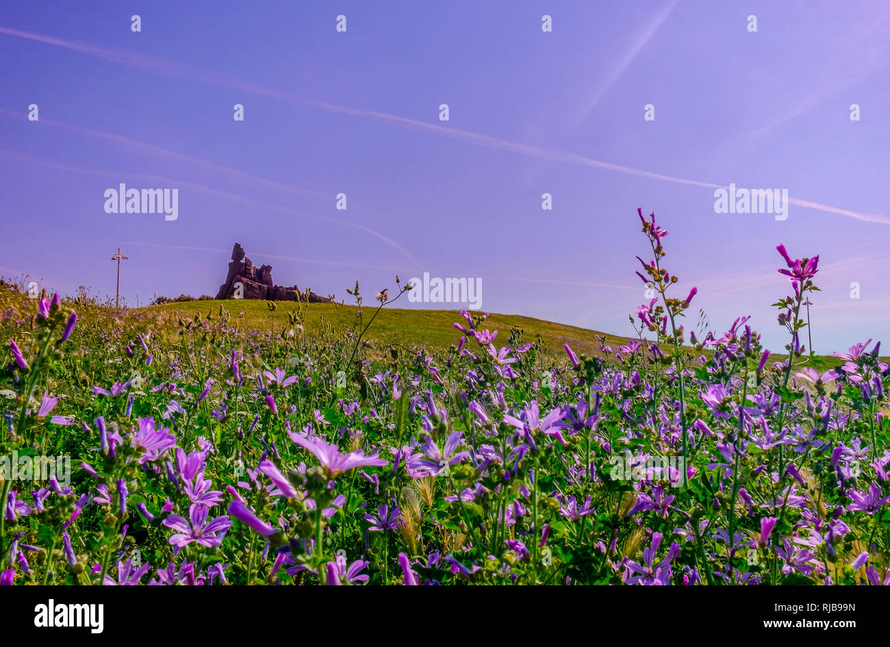 Campo dei fiori nel parco del Prado, Marsiglia, Francia Foto Stock