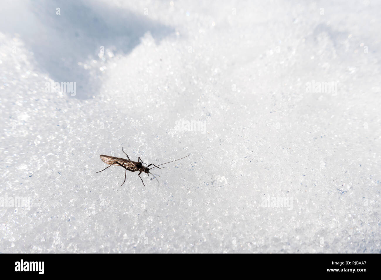 Ago fly (Leuctra inermis) adulto passeggiate sulla neve in coire un t-Sneachda (Corrie della neve) sul lato di Cairn Gorm nei Cairngorms Nat Foto Stock