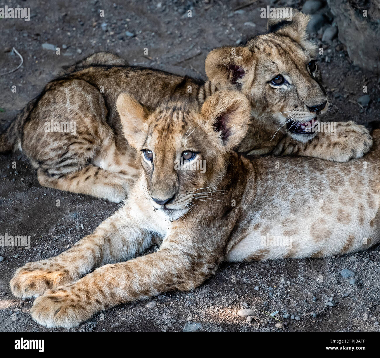 Due lion cubs insieme in zoo guatemalteca Foto Stock