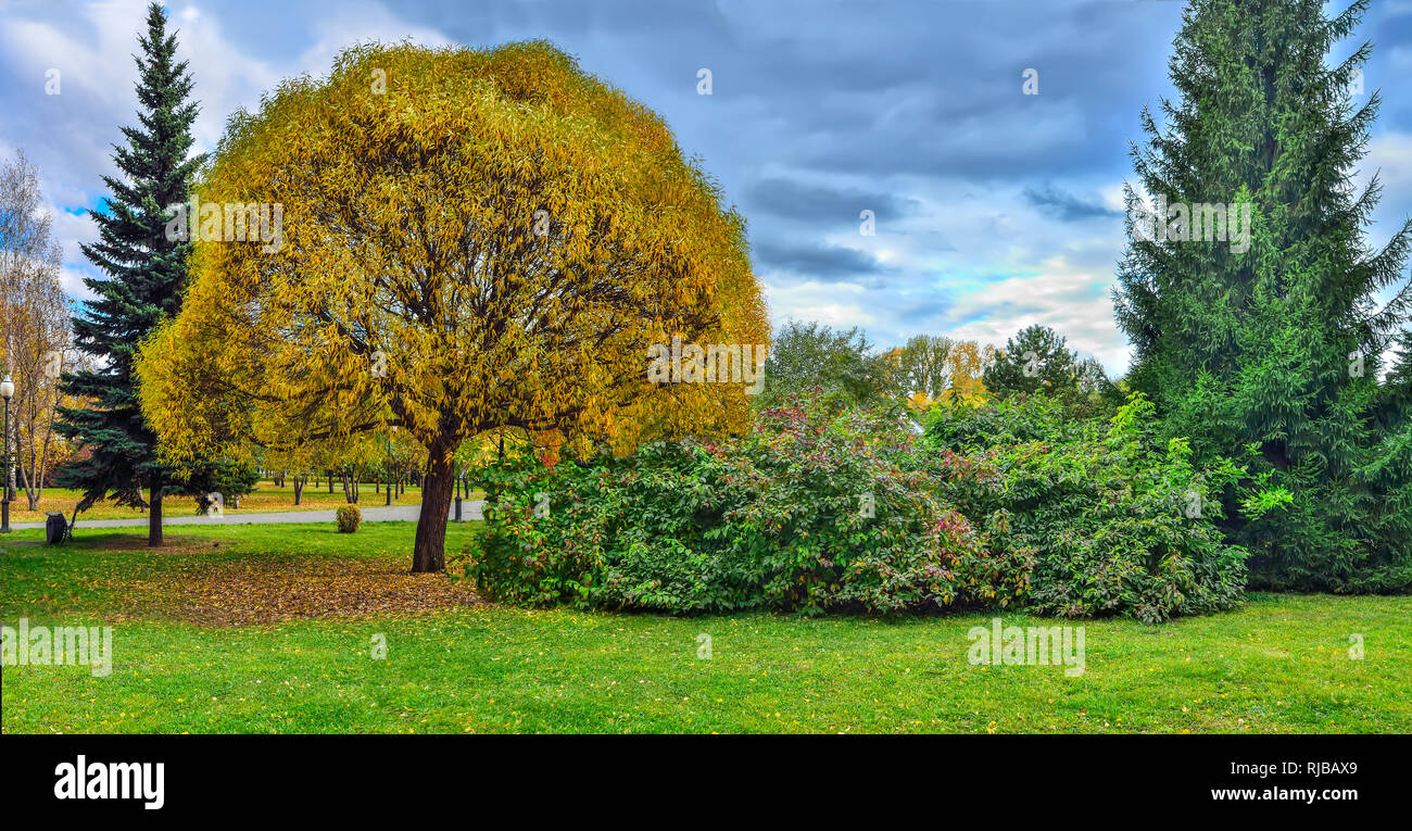 In autunno il parco comunale e il grande albero di salice Salix fragilis globosa con foglie dorate in primo piano - bellissimo paesaggio autunnale presso le nuvole con b Foto Stock