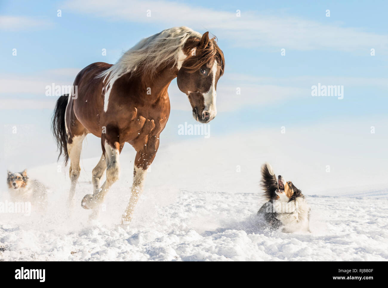 Fantastici DJ Valentine cavallo al galoppo sulla neve con il pastore australiano in una giornata di sole in inverno. Repubblica ceca Foto Stock