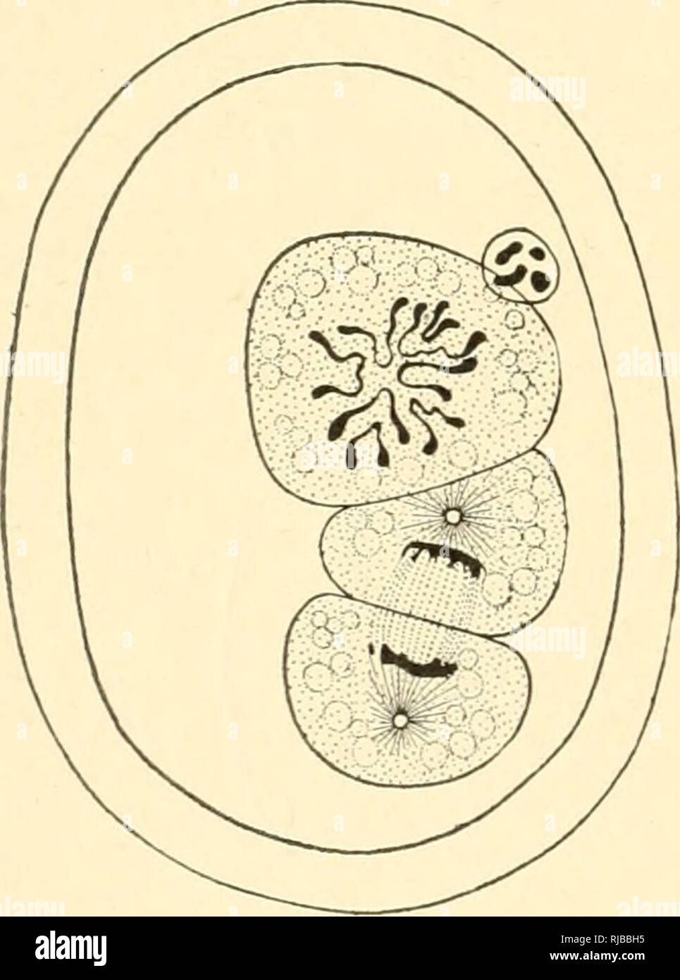 . La cella in fase di sviluppo ed ereditarietà. Le cellule. 296 ALCUNI PROBLEMI DELLA CELLA-ORGANIZZAZIONE C, D). Ancora una volta, due cromosomi sinistra nell'uovo dopo la rimozione del secondo corpo polare può accidentalmente separarsi. In questo caso ciascun cromosoma dà luogo ad un nucleo reticolare di metà della dimensione usuale e da ognuno di questi un singolo cromosoma è successivamente formato (Fig. 143, A, B). Infine, accade talvolta che il germe di due nuclei fusibile completamente, mentre in stato di reticolare, come è normalmente il caso di ricci di mare e di alcuni altri animali (p. 188). Dalla scissione-nucleo così formata derivano f Foto Stock