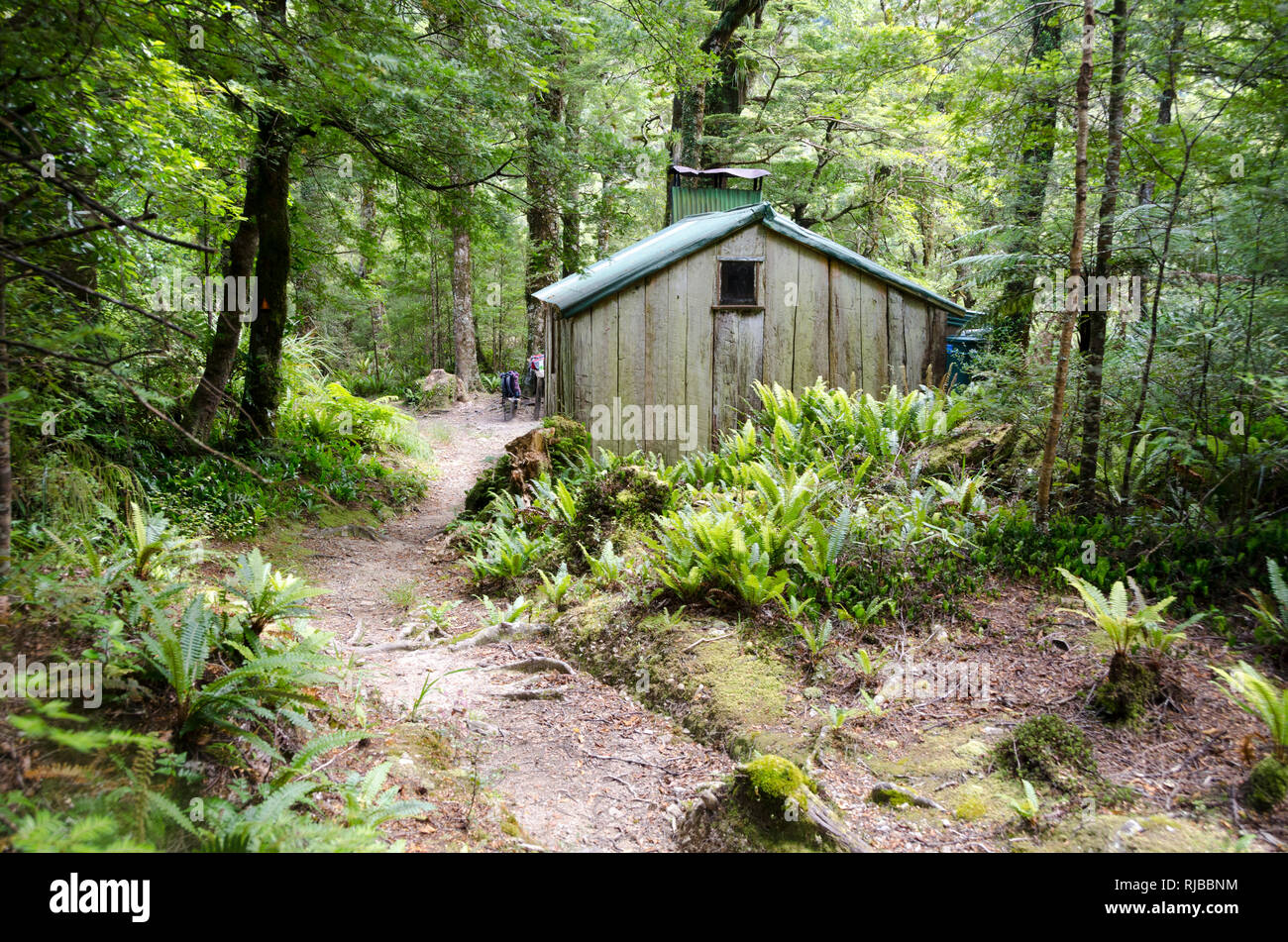 Cono, rifugio capanna di foresta per escursionisti e cacciatori, Tararua gamme, Wellington, Nuova Zelanda Foto Stock
