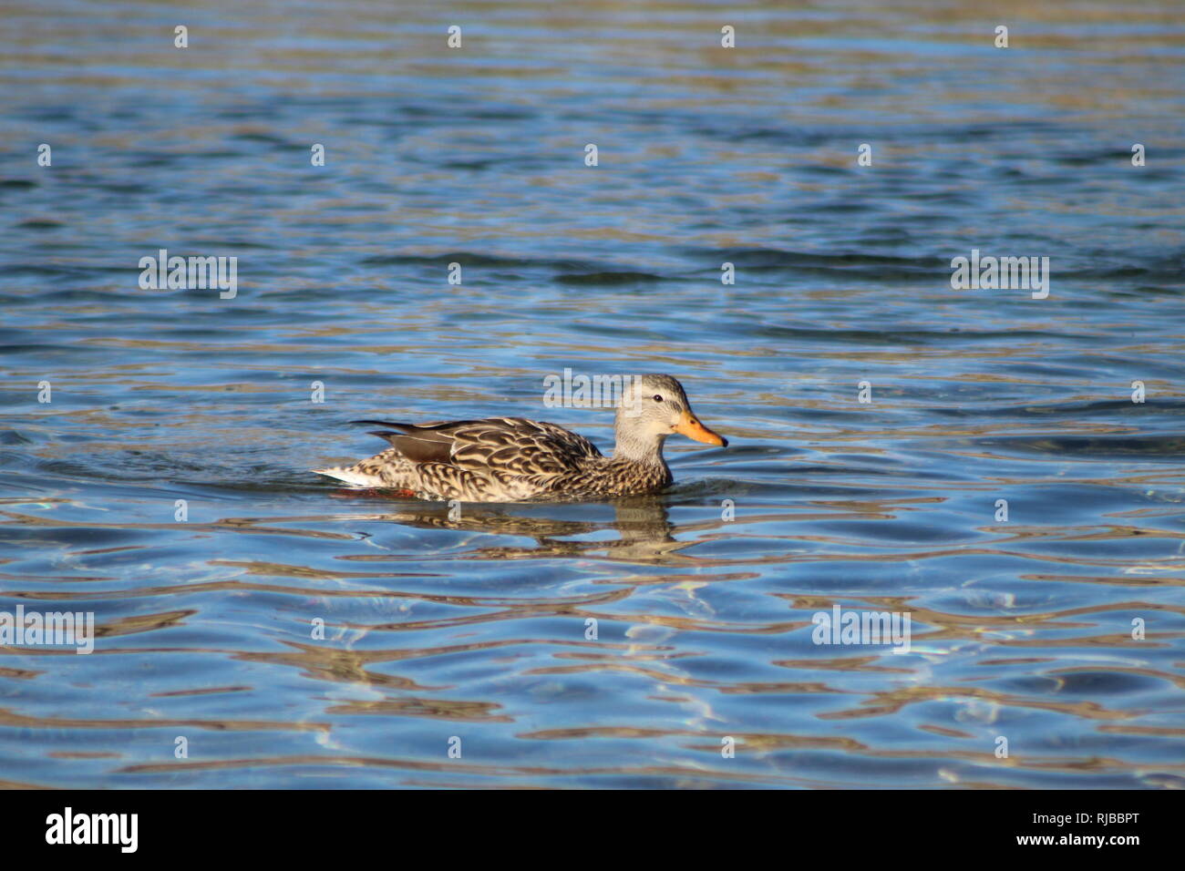 Germani reali in pace sul fiume Colorado Foto Stock