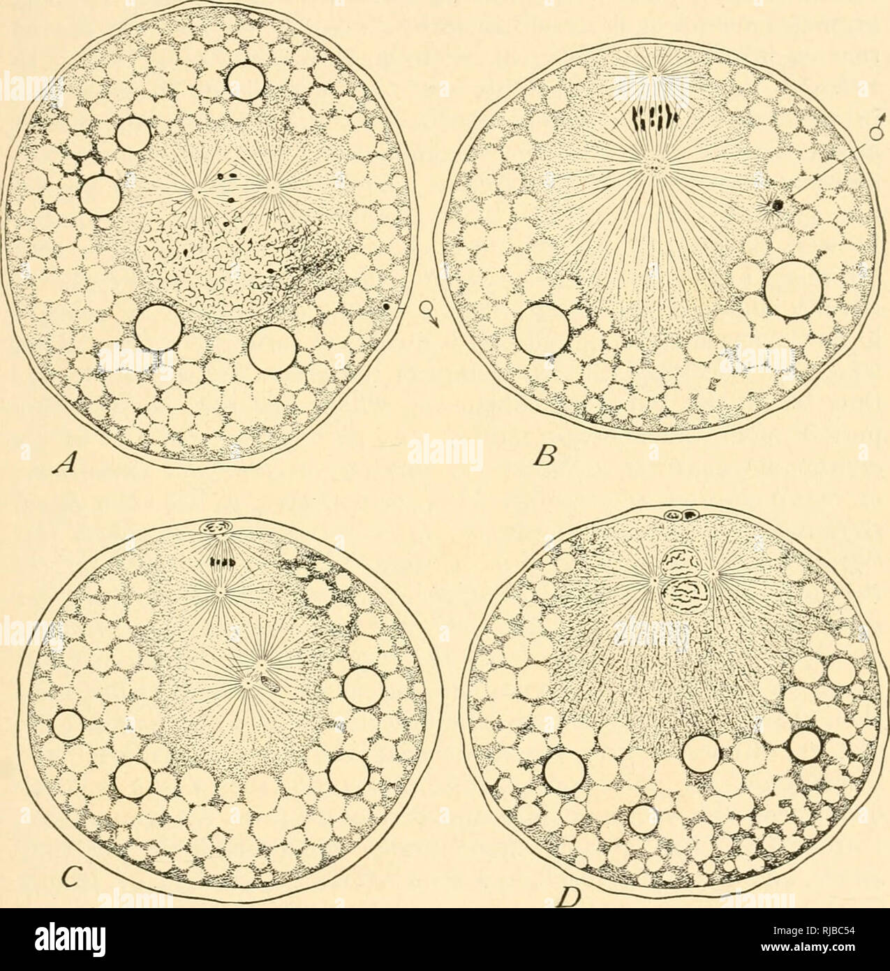 . La cella in fase di sviluppo ed ereditarietà. Le cellule. PRELIMIXARY SCHIZZO GENERALE 191 Hertwig e Fol. Quest'ultimo ('73) presto raggiunto la conclusione che il aestri rappresentato " centri di attrazione" giacente al di fuori e indipendente dal nucleo. Oscar Hertwig ha dimostrato, nel 1875, che. Fig. Qij. - La fecondazione dell'uovo di Nereis, dalle sezioni. ( X 400.) A. subito dopo l'entrata dello spermatozoo, mostrando il minuto lo sperma-nucleo a &LT;3, la vescicola germinale scomparendo, e il primo polare figura mitotica formando. Gli spazi vuoti offrono inviato deutoplasm-sfere (leggermente rigonfiato b Foto Stock