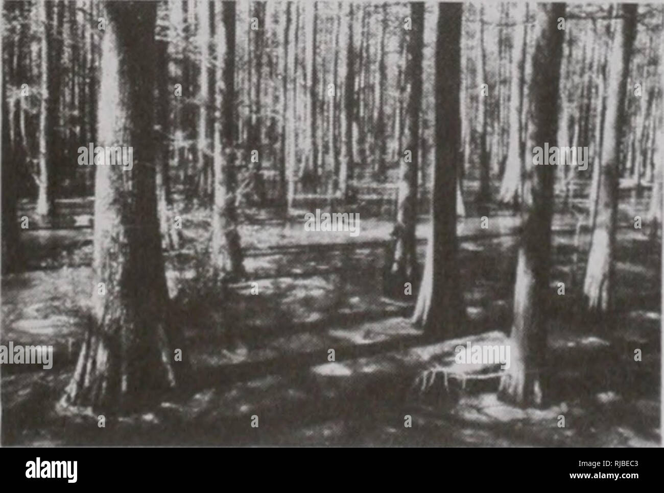 . La modifica di Illinois ambiente : importanti tendenze : Relazione tecnica delle tendenze critiche progetto di valutazione. L'uomo; inquinamento; la protezione ambientale; Ecologia; valutazione dell'impatto ambientale. Le zone umide anche se è difficile assegnare un valore monetario per l'esperienza umana e di godimento di un giorno lontano, i benefici economici delle zone umide utilizzato come ritiri di estetica e per lo studio della natura sono probabilmente paragonabili a quelli derivati da usi commerciali delle zone umide (tegole andZelazny 1987). Descrizione e classificazione delle zone umide le zone umide possono essere classificate in una varietà di forme, ciascuna con Foto Stock