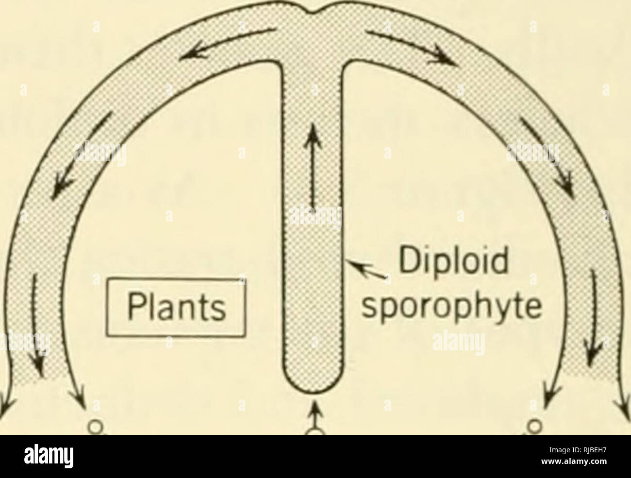 . Eredità di cella. Citogenetica. Haplophase meiosi m o'^'T-s^ ir=rtil-,,t."" /-?' o la meiosi m . /Vo° Fertil zation ooy j&LT;, tessuto Q 0° , . °o crtissue + ^ forme zigote / aploidi^^ ^YHap66 gametofito gametofito. Si prega di notare che queste immagini vengono estratte dalla pagina sottoposta a scansione di immagini che possono essere state migliorate digitalmente per la leggibilità - Colorazione e aspetto di queste illustrazioni potrebbero non perfettamente assomigliano al lavoro originale. Sager, Ruth; Ryan, Francis J. (Francesco Giuseppe), 1916-. New York, Wiley Foto Stock