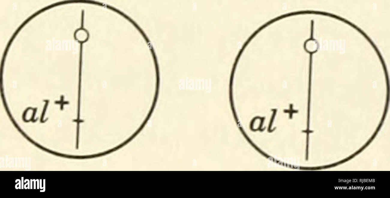 . Eredità di cella. Citogenetica. Quattro nuclei aploidi sono prodotte dopo telophase. Si prega di notare che queste immagini vengono estratte dalla pagina sottoposta a scansione di immagini che possono essere state migliorate digitalmente per la leggibilità - Colorazione e aspetto di queste illustrazioni potrebbero non perfettamente assomigliano al lavoro originale. Sager, Ruth; Ryan, Francis J. (Francesco Giuseppe), 1916-. New York, Wiley Foto Stock