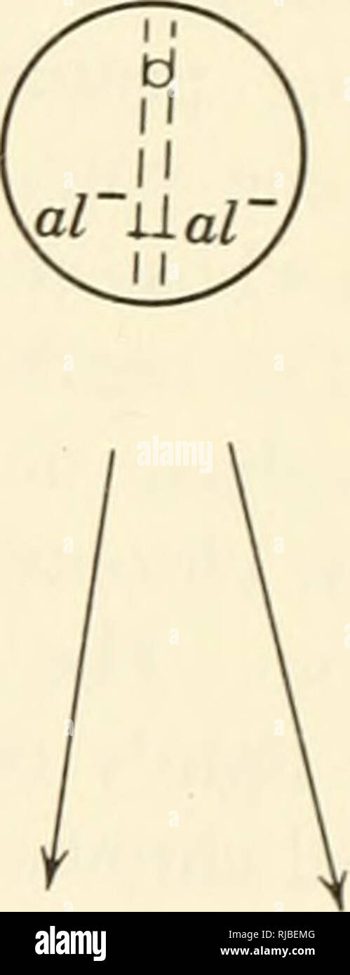 . Eredità di cella. Citogenetica. Quattro nuclei aploidi sono prodotte dopo telophase. Si prega di notare che queste immagini vengono estratte dalla pagina sottoposta a scansione di immagini che possono essere state migliorate digitalmente per la leggibilità - Colorazione e aspetto di queste illustrazioni potrebbero non perfettamente assomigliano al lavoro originale. Sager, Ruth; Ryan, Francis J. (Francesco Giuseppe), 1916-. New York, Wiley Foto Stock