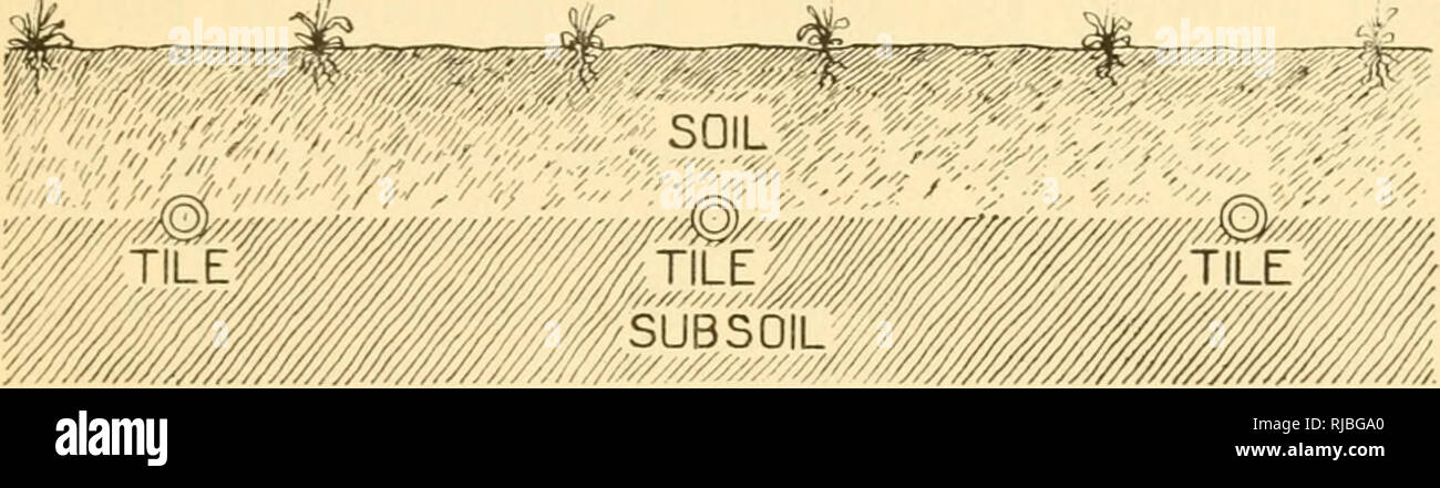 . La cultura di sedano; una pratica trattato dei principi coinvolti nella produzione di sedano per uso domestico e per il mercato, ivi compresa la selezione del suolo, la produzione di piante, la coltivazione, il controllo di insetti e malattie, di marketing e di usi. Il sedano. IRRIGATIOX 7}^ e montato in modo che esso,possa girare liberamente su i suoi cuscinetti. Ad intervalli di ogni 4 piedi lungo un lato del tubo i fori vengono trapanati e piccoli ugelli in ottone inserito. In corrispondenza di una estremità del tubo è collegato alla rete idrica per mezzo di un flessibile comune di massa che permetteranno di essere ruotato. Gli ugelli sono rivolti verso un lato e Foto Stock