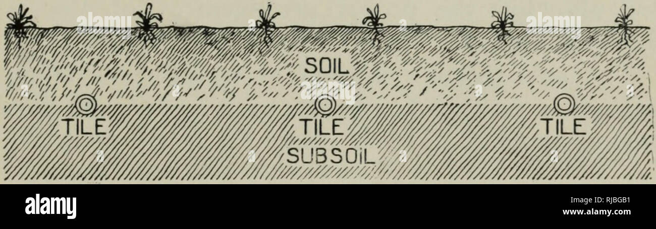 . La cultura di sedano; una pratica trattato dei principi coinvolti nella produzione di sedano per uso domestico e per il mercato, ivi compresa la selezione del suolo, la produzione di piante, la coltivazione, il controllo di insetti e malattie, di marketing e di usi. Il sedano. Irrigazione 7Z e montato in modo che possa ruotare liberamente su i suoi cuscinetti. Ad intervalli di ogni 4 .piedi lungo un lato del tubo i fori vengono trapanati e piccoli ugelli in ottone inserito. In corrispondenza di una estremità del tubo è collegato alla rete idrica per mezzo di un flessibile comune di massa che permetteranno di essere ruotato. Gli ugelli sono rivolti verso un lato e Foto Stock