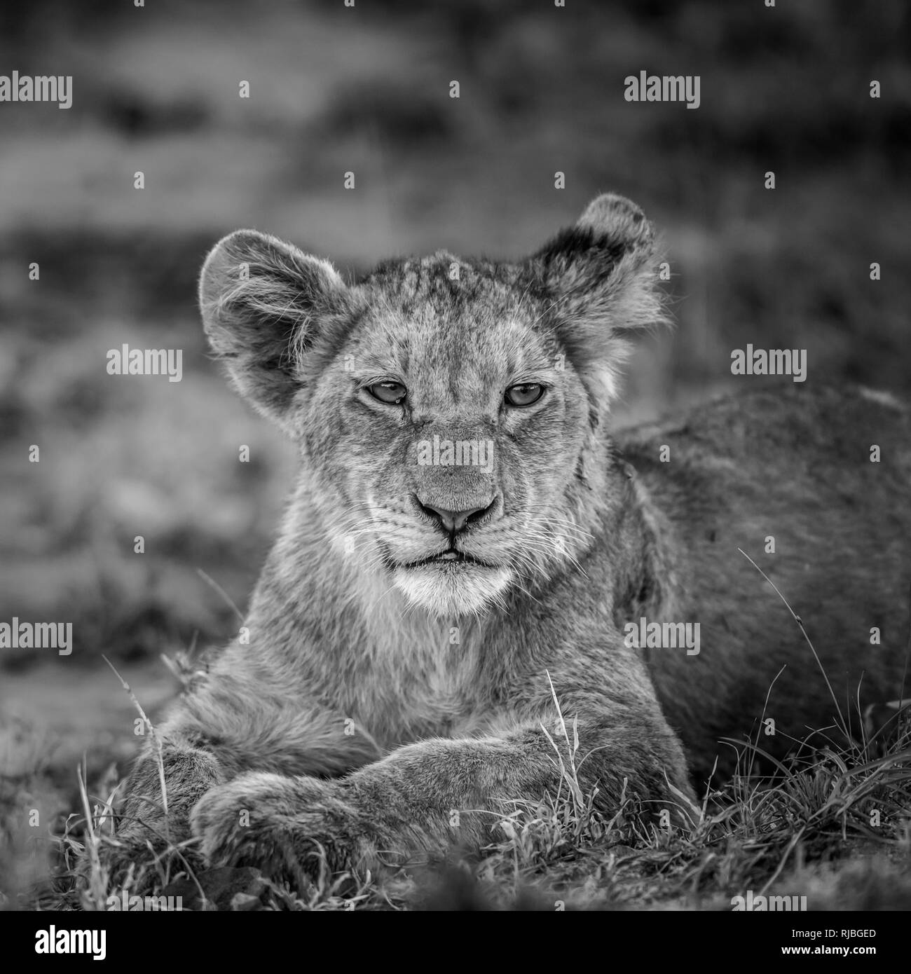 Leone africano nel Parco Nazionale di Kruger, Sud Africa ; Specie Panthera leo di famiglia Felidae Foto Stock