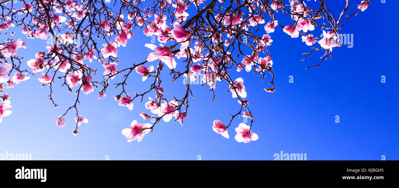Germogli di albero di magnolia sullo sfondo del cielo blu, durante il periodo di primavera. Spuntato il ramo con fiori di colore rosa in fiore stagione. Fiorente o periodo di fioritura Foto Stock