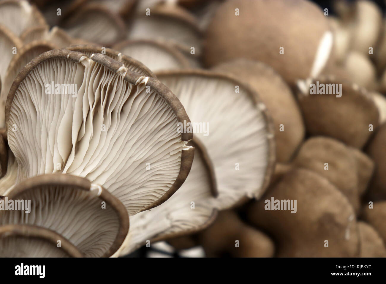 Fresche funghi Oyster close up (Pleurotus ostreatus), il fuoco selettivo Foto Stock