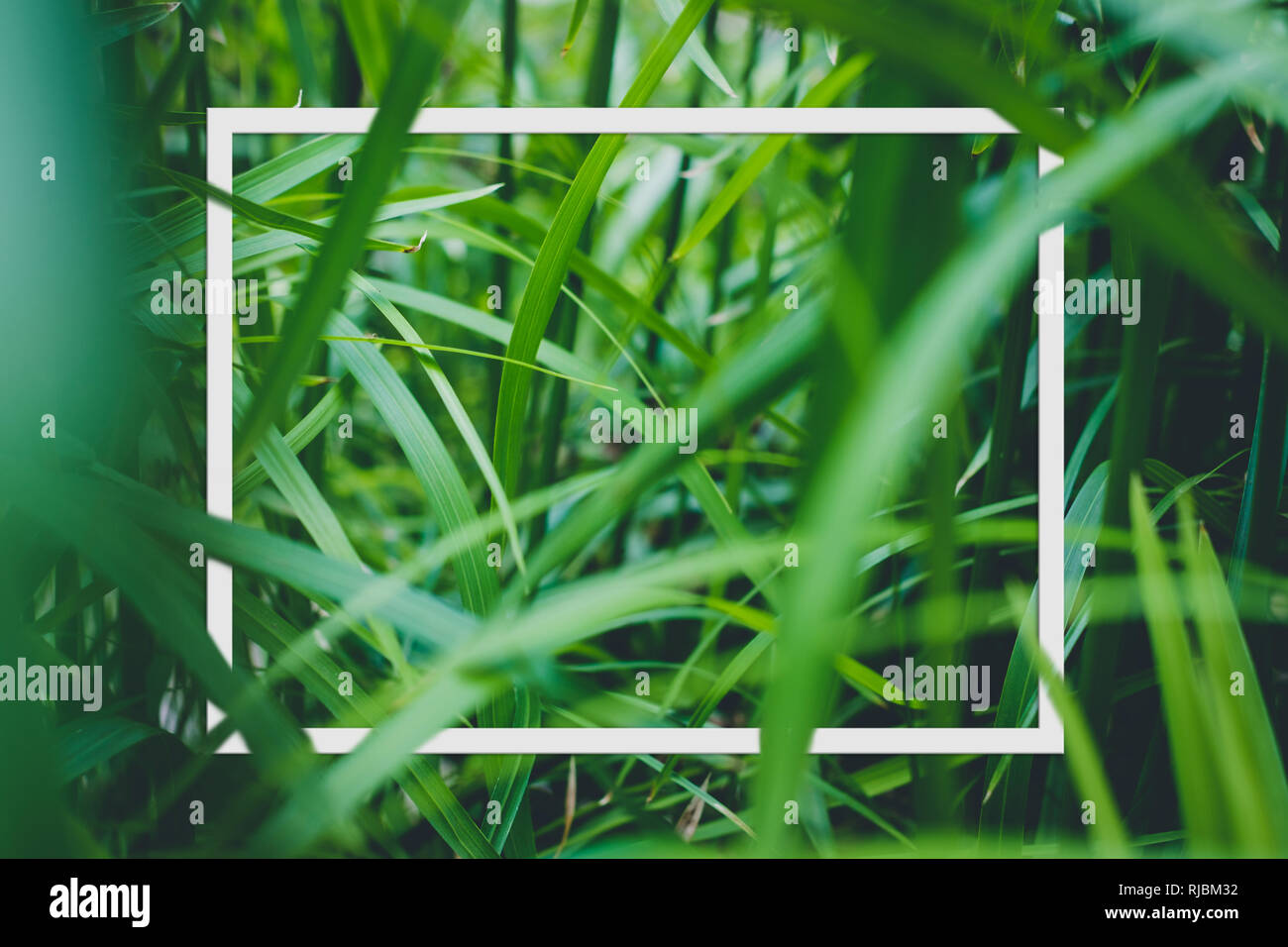 Telaio bianco in pianta tropicale foglie / Jungle layout o sfondo della natura Foto Stock