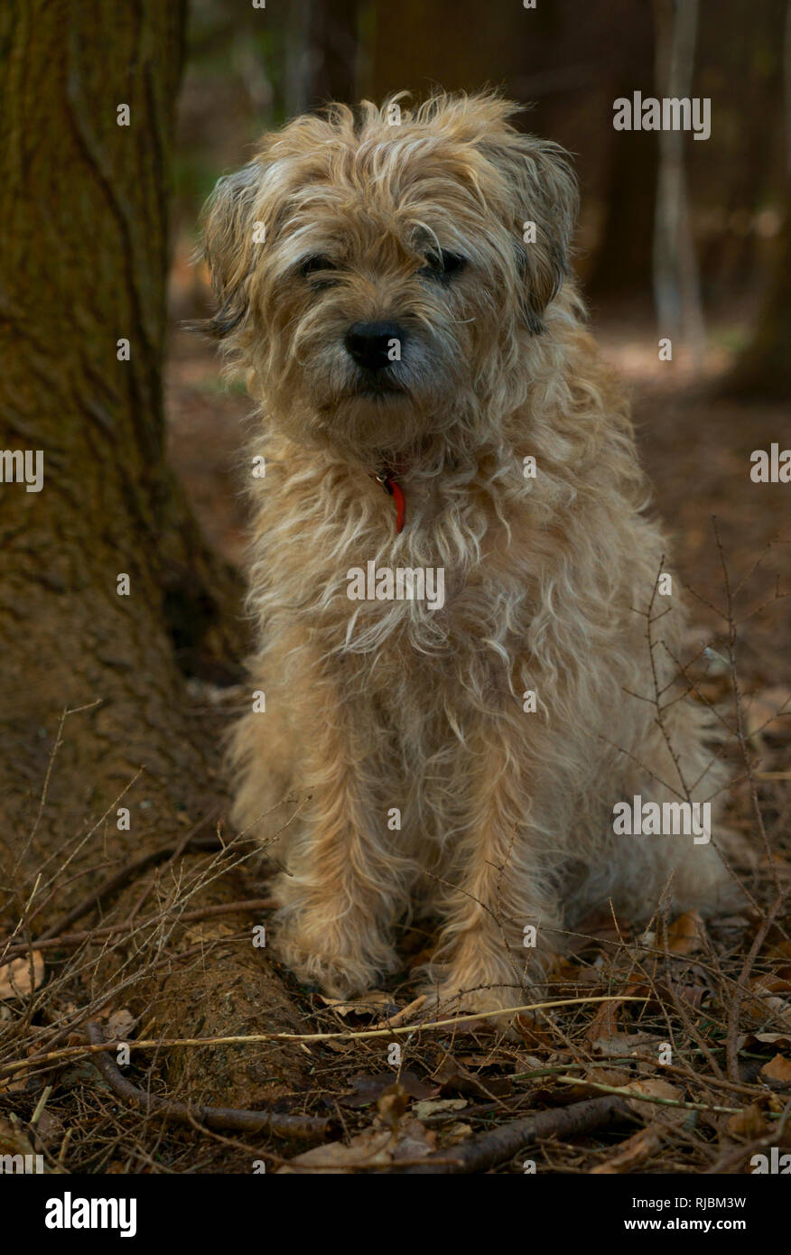 Border terrier dog sitter da un albero in una foresta impostazione. Foto Stock