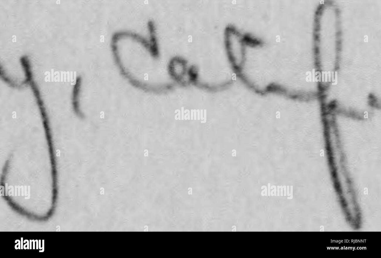 . C. Hart Merriam papers : comprese la corrispondenza, le carte relative alla carriera con gli Stati Uniti indagine biologica, 1798-1972 (bulk 1871-1942). Stati Uniti. Divisione di ornitologia e Mammalogy; Stati Uniti. Divisione di indagine biologica; Stati Uniti. Indagine biologica; Stati Uniti. Ufficio di indagine biologica; geologico e indagine geografica dei territori (brevetto statunitense n. S. ); Harriman Alaska Expedition (1899); Mare di Bering polemiche; sopporta; Biogeography; Storia Naturale; ornitologia; botanica; zone di vita; la conservazione della fauna selvatica. Vedere 936 nov. 12. 1918 rov. Z 1918 lifersh (5 Co. 71Â£ Foto Stock